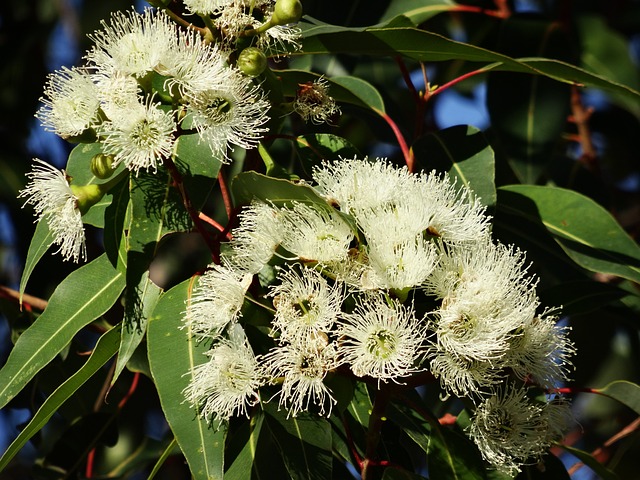 Behandelt Eukalyptusöl Läuse?