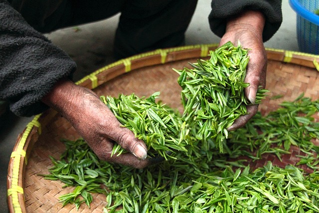 Vorteile von grünem Tee für die Haargesundheit